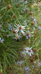 Symphyotrichum elliottii