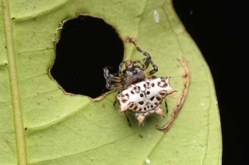 Black-and-white Spiny Spider photo 4