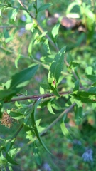 Symphyotrichum elliottii