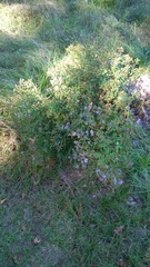 Symphyotrichum elliottii