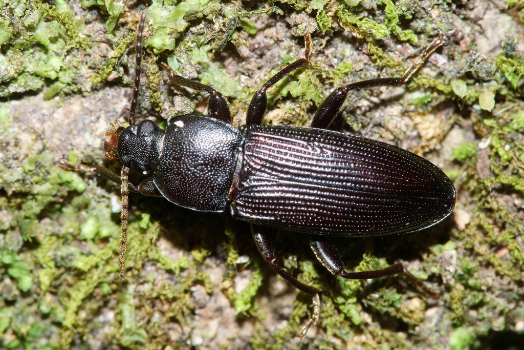 Zolodinus zelandicus