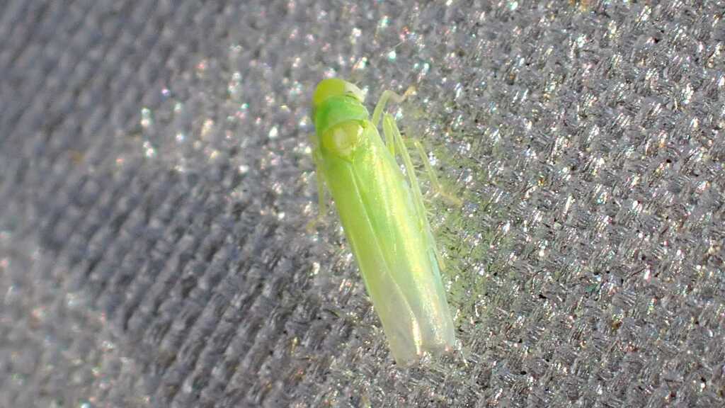Hebata affinis