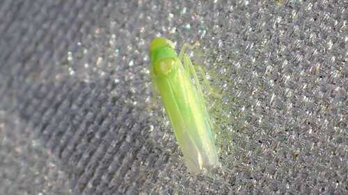 Hebata affinis
