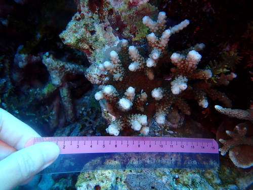 Isopora brueggemanni observed 2025-11-05