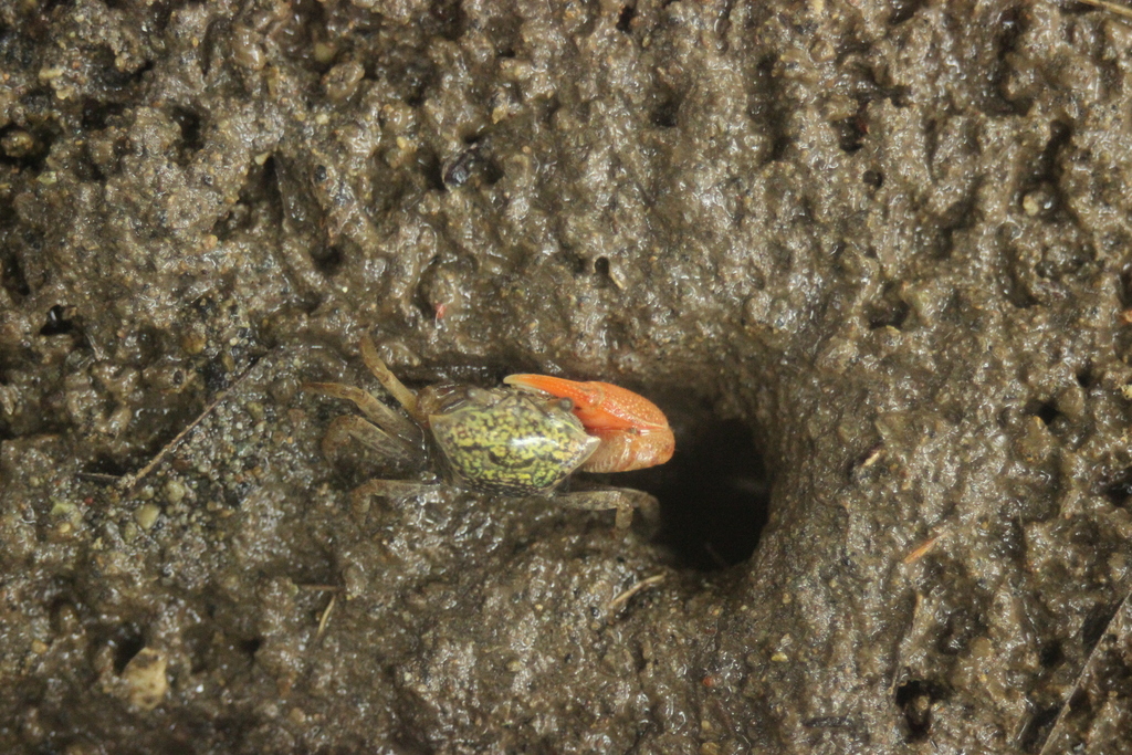 Pygmy Fiddler Crab