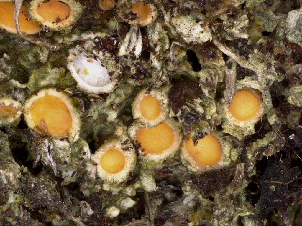 Gyalecta