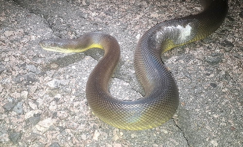 Water Python sighting