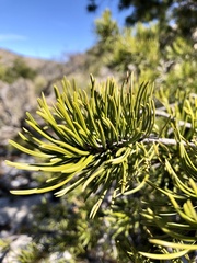 Pinus remota