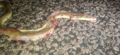 Mulga Snake sighting