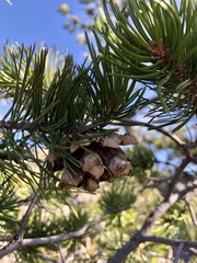 Pinus remota