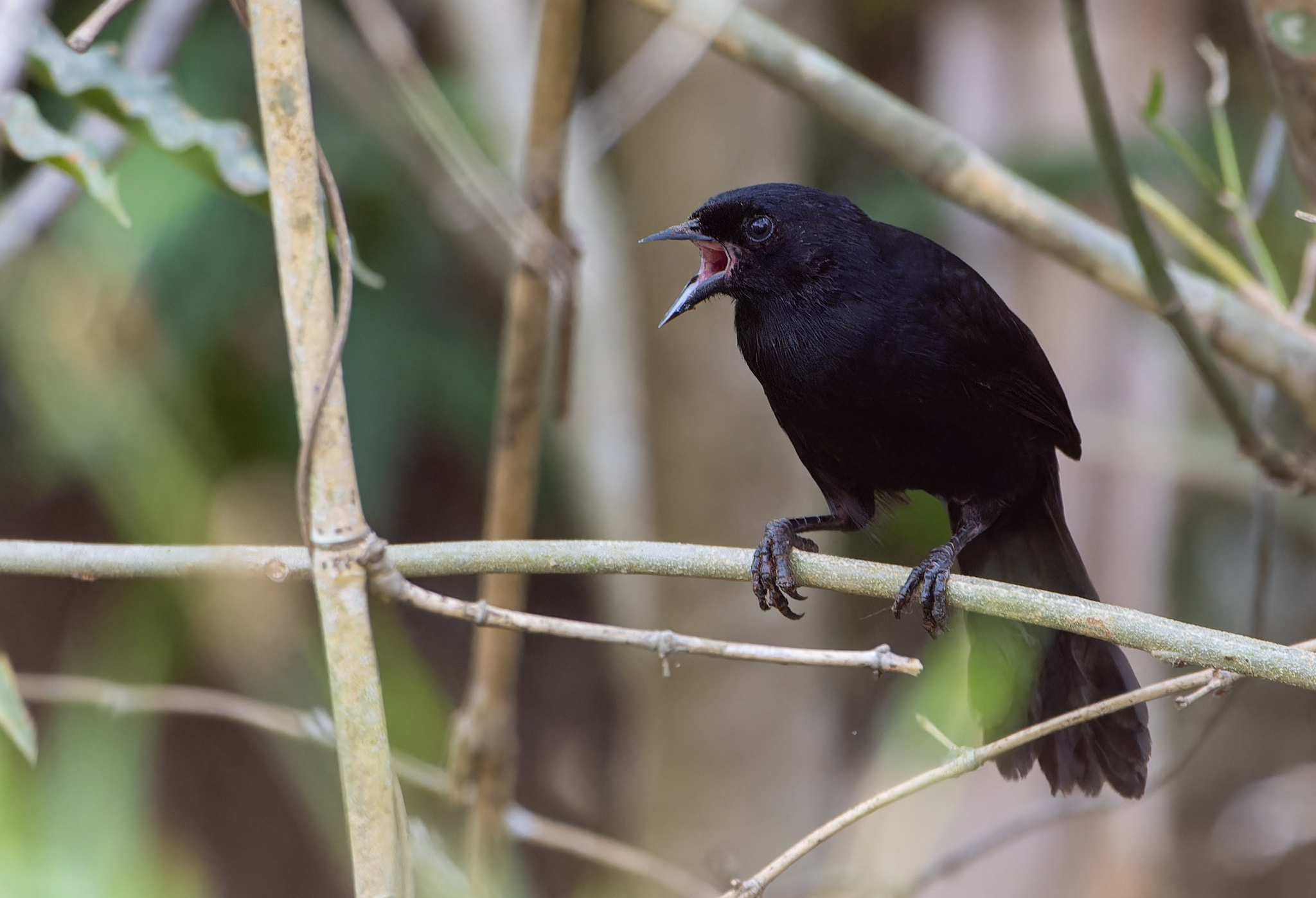 Velvet-fronted Grackle (Lampropsar tanagrinus), photo 1