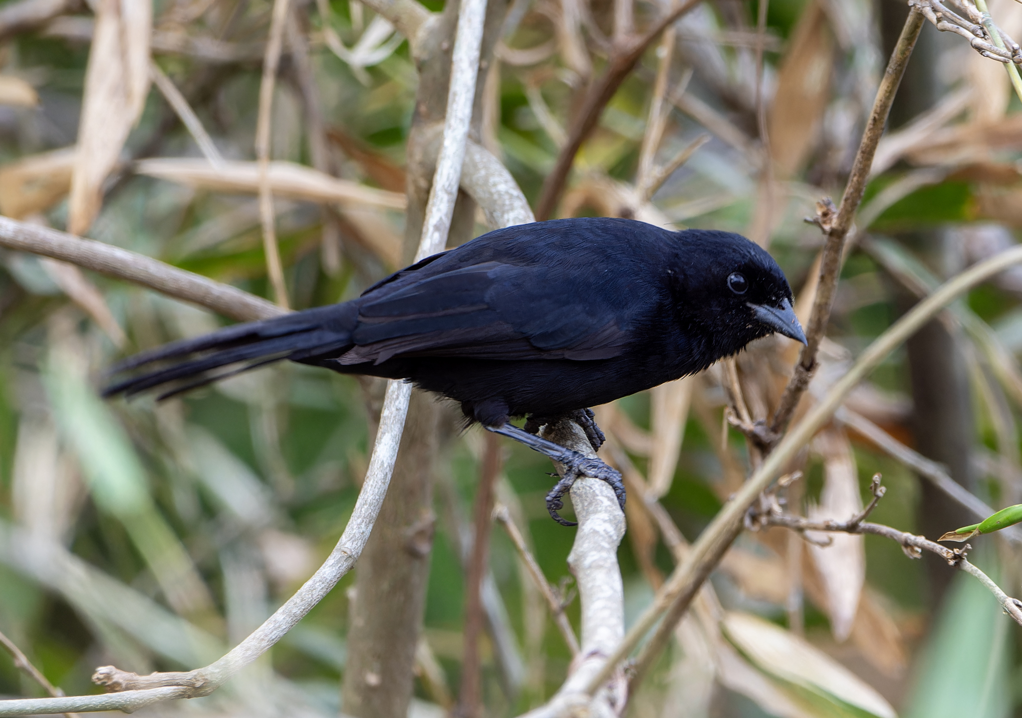 Velvet-fronted Grackle (Lampropsar tanagrinus), photo 2