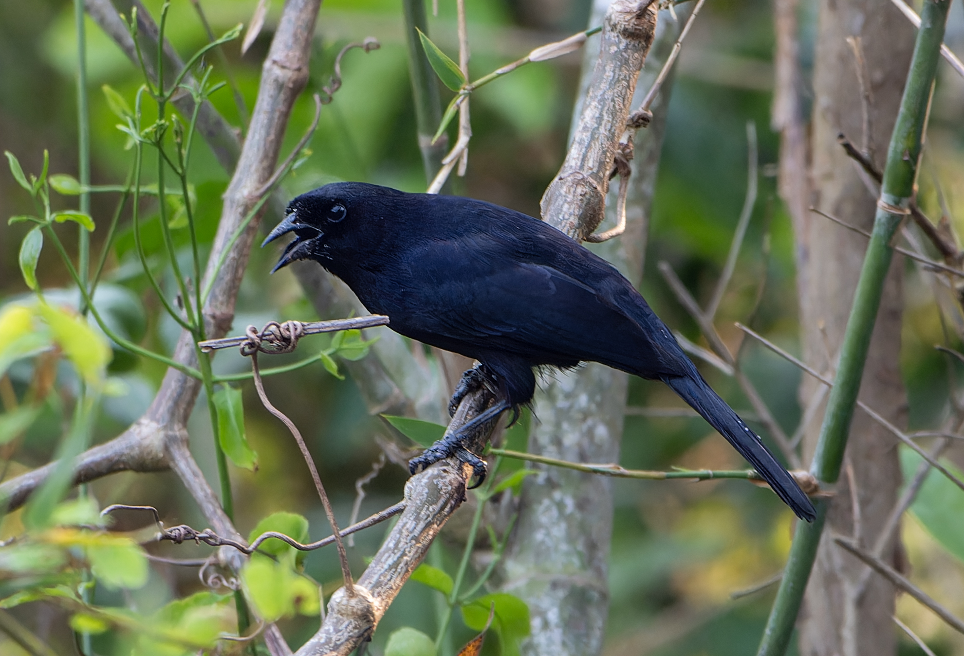 Velvet-fronted Grackle (Lampropsar tanagrinus), photo 3