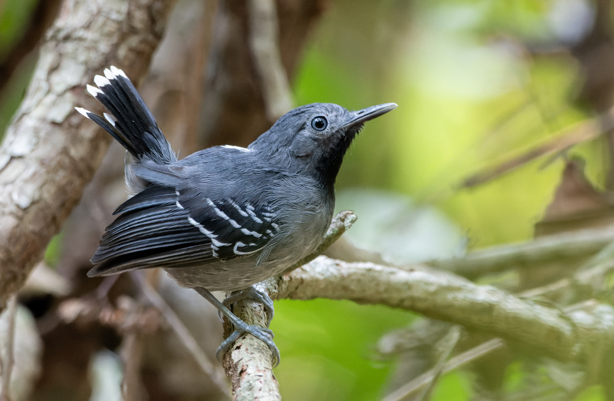 Band-tailed Antbird (Hypocnemoides maculicauda), photo 3