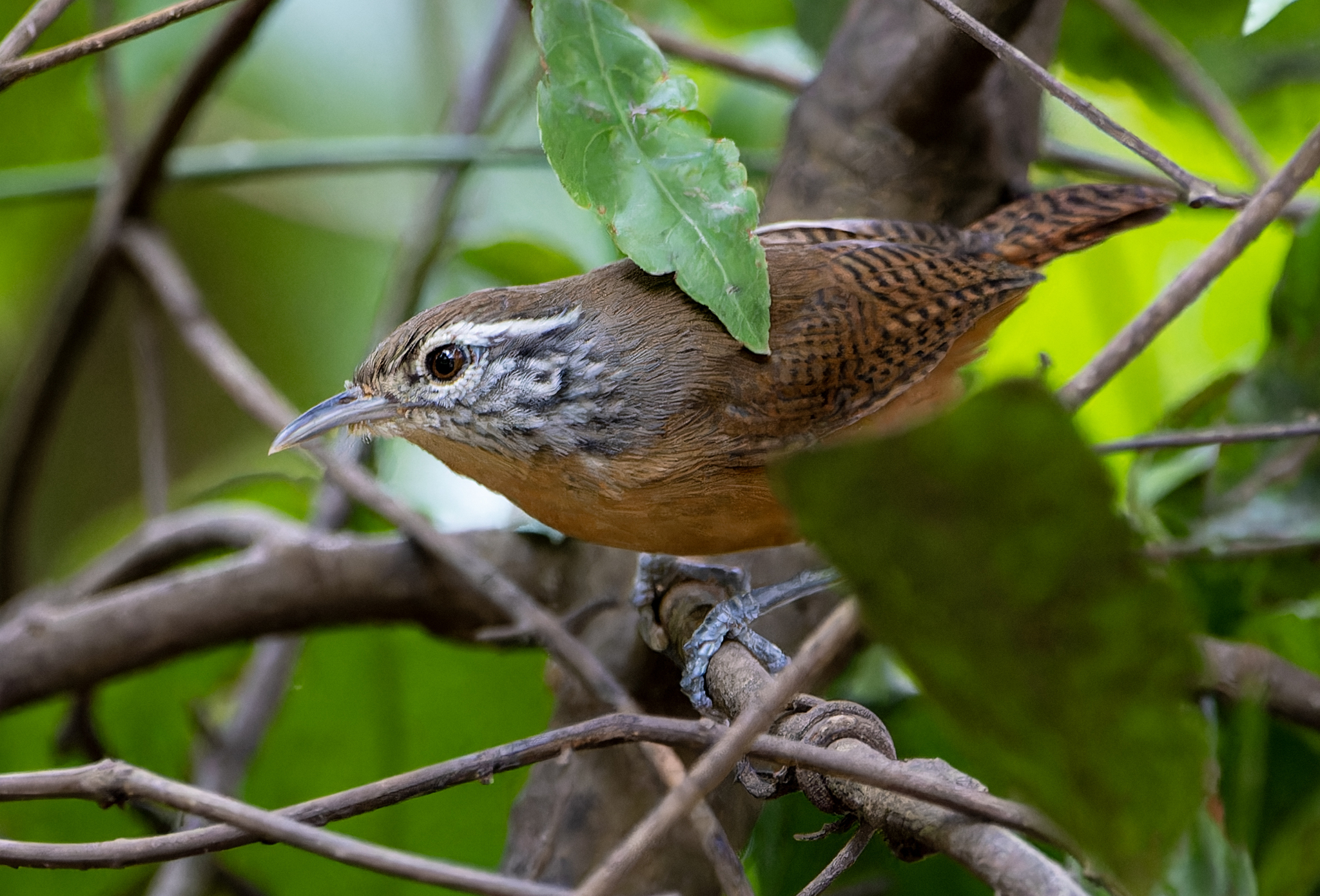 Fawn-breasted Wren (Cantorchilus guarayanus), photo 3