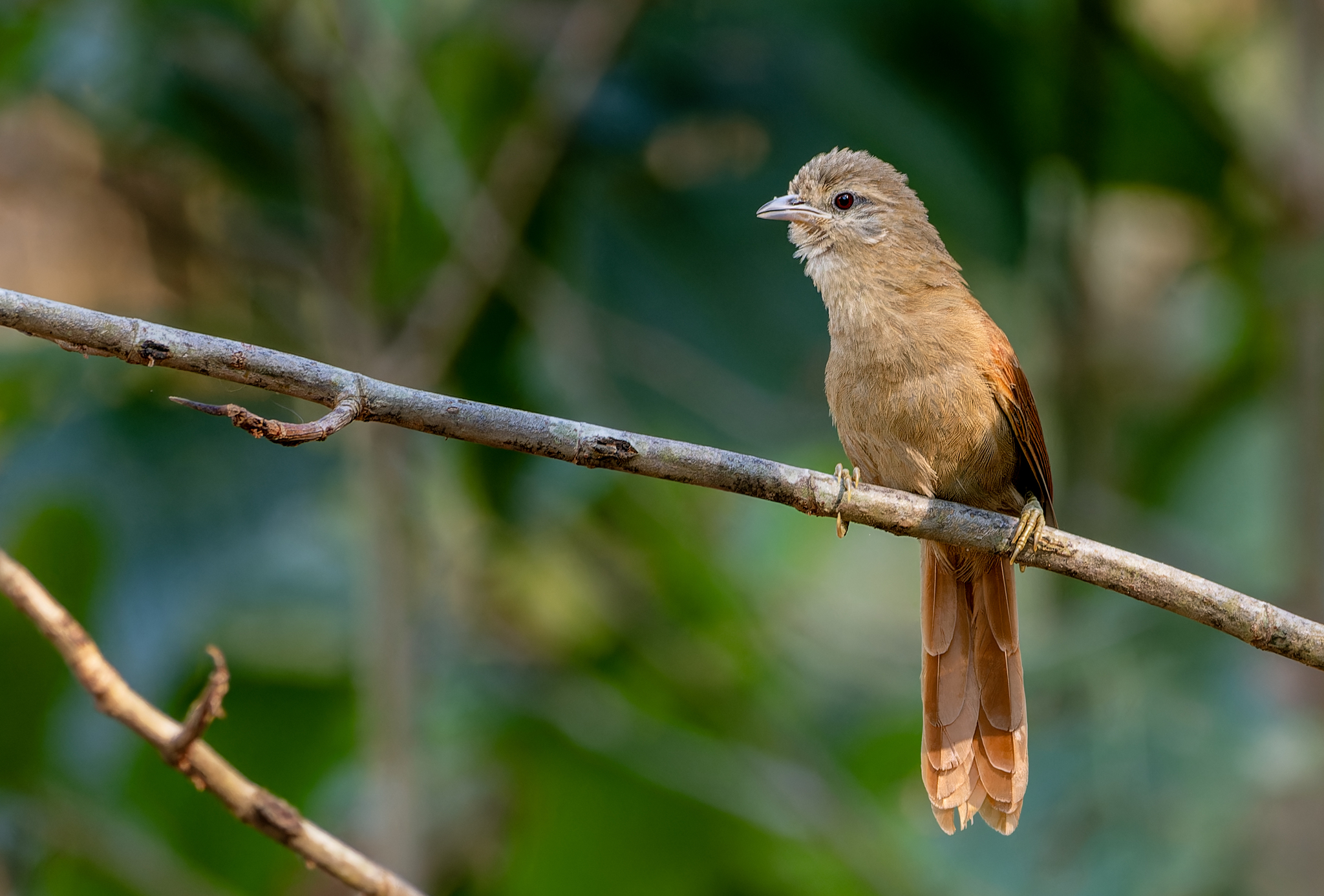 Plain Softtail (Thripophaga fusciceps), photo 2