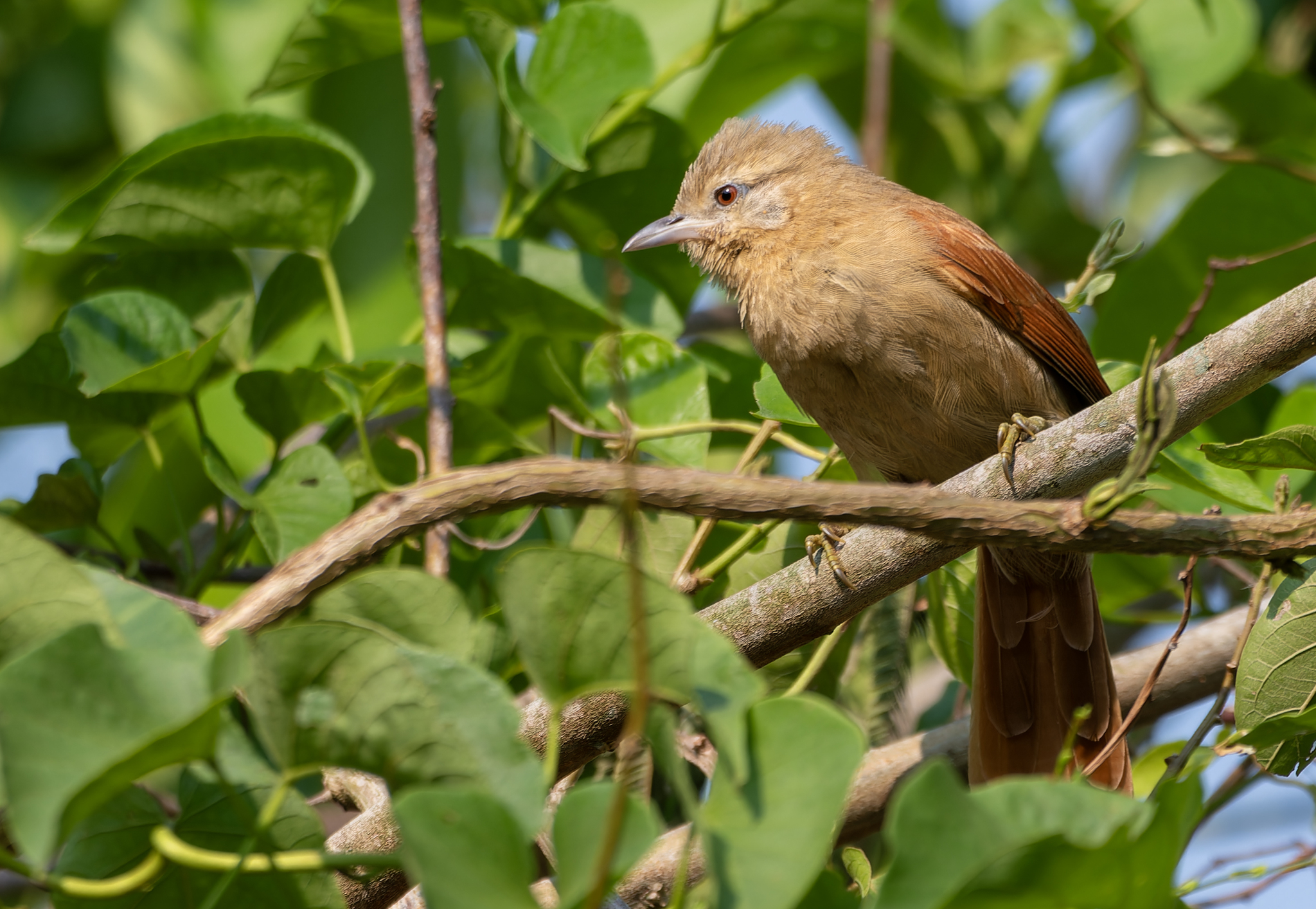 Plain Softtail (Thripophaga fusciceps), photo 3