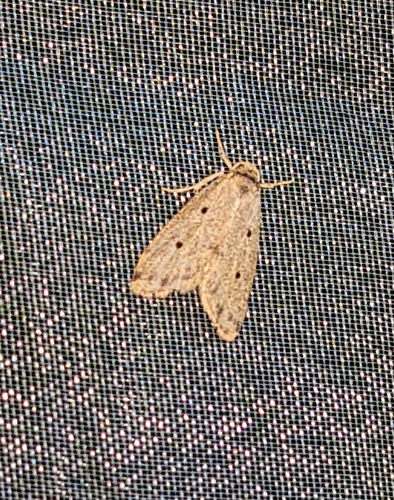 Malesia tanahratana