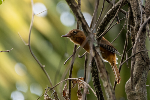White-eyed Attila (Attila bolivianus)