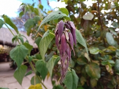 Salvia dombeyi, photograph (c) Michal Honskus, some rights reserved (CC BY)