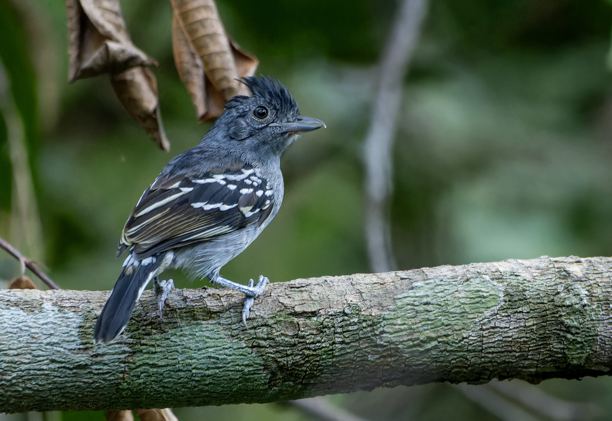 Bolivian Slaty Antshrike (Thamnophilus sticturus), photo 9
