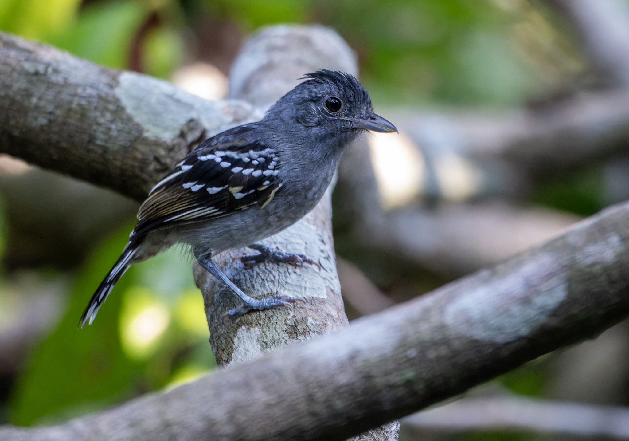 Bolivian Slaty Antshrike (Thamnophilus sticturus), photo 10