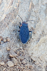 Melacoryphus rubicollis