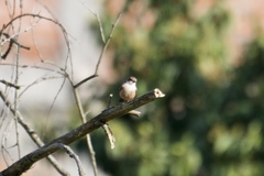 Pyrocephalus rubinus