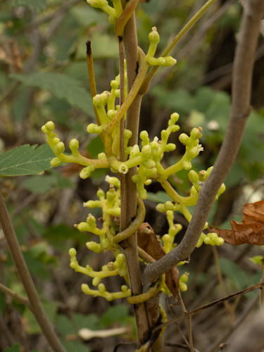 Tall Dodder (Cuscuta exaltata)