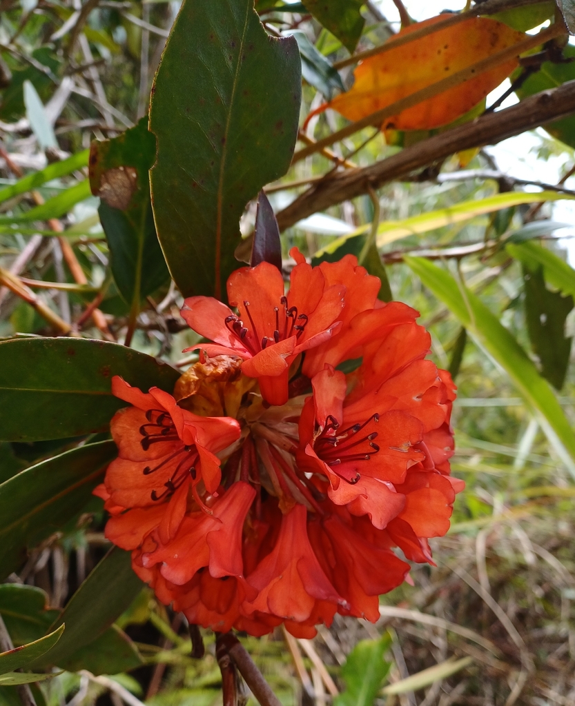 Rhododendron rarilepidotum (Rhododendron rarilepidotum)