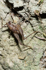 Pleioplectron hudsoni