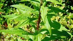 Uroleucon nigrotuberculatum