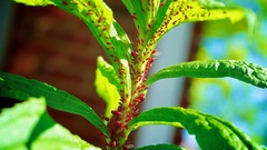 Uroleucon nigrotuberculatum