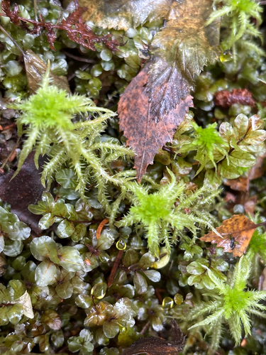Crome Sphagnum