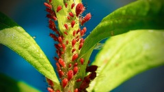 Uroleucon nigrotuberculatum