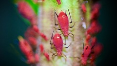 Uroleucon nigrotuberculatum