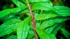 Uroleucon nigrotuberculatum