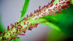 Uroleucon nigrotuberculatum