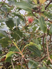 Metrosideros tremuloides