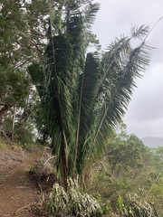 Cocoseae