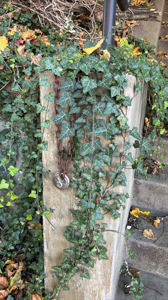 Hedera helix