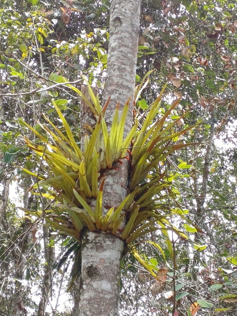 Pyrrosia distichocarpa
