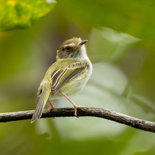 Pale-eyed Pygmy Tyrant (Atalotriccus pilaris), photo 3