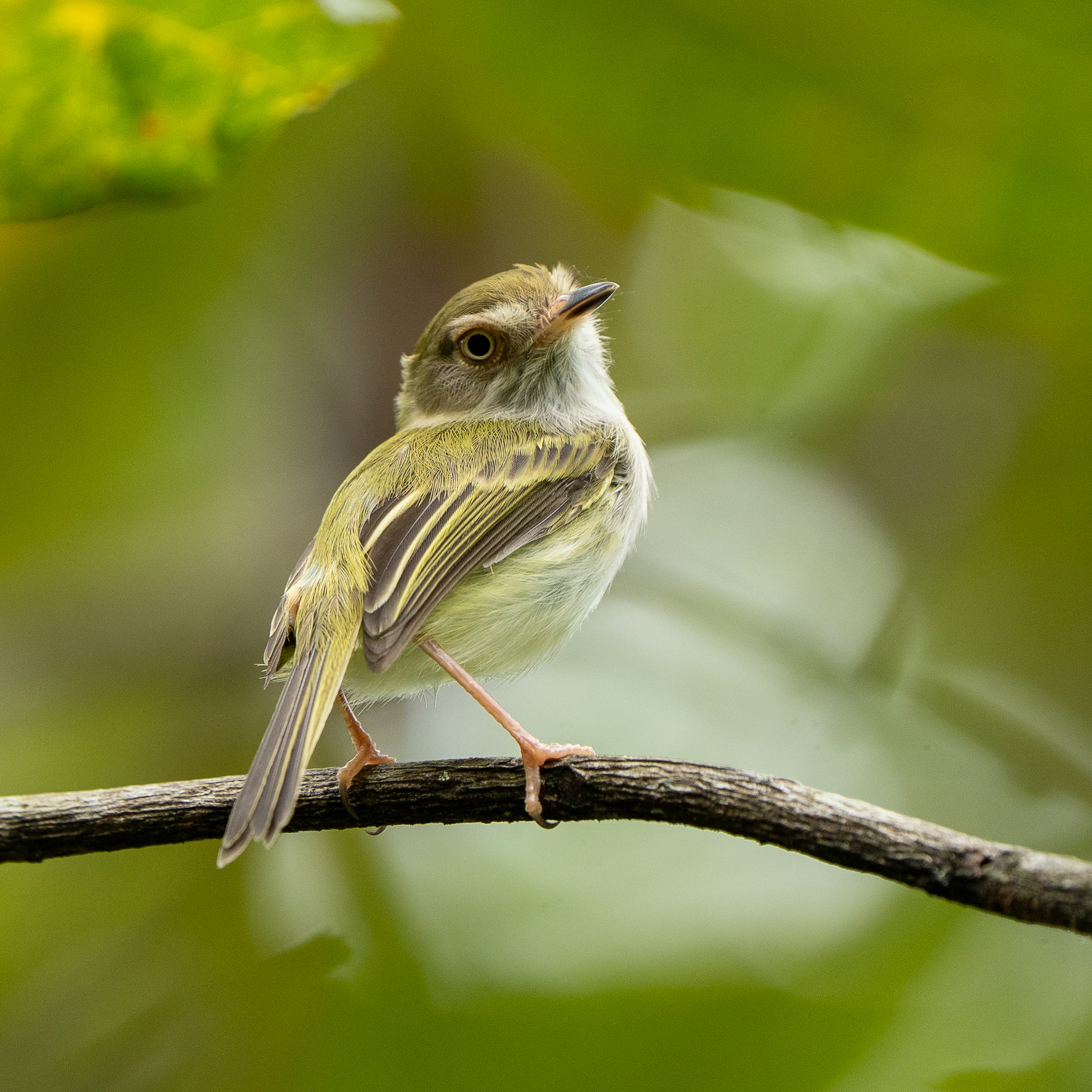 Pale-eyed Pygmy Tyrant (Atalotriccus pilaris), photo 3