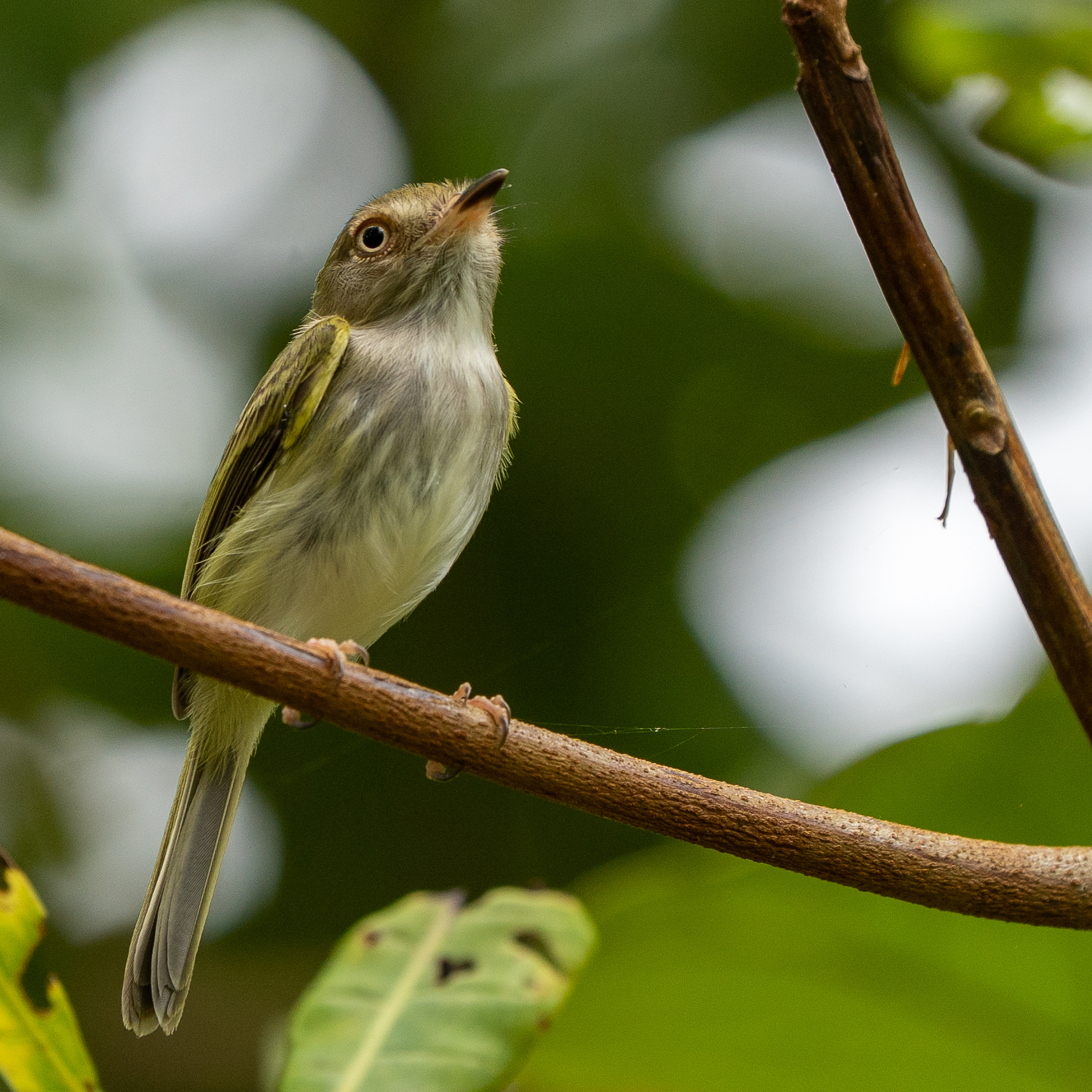 Pale-eyed Pygmy Tyrant (Atalotriccus pilaris), photo 4