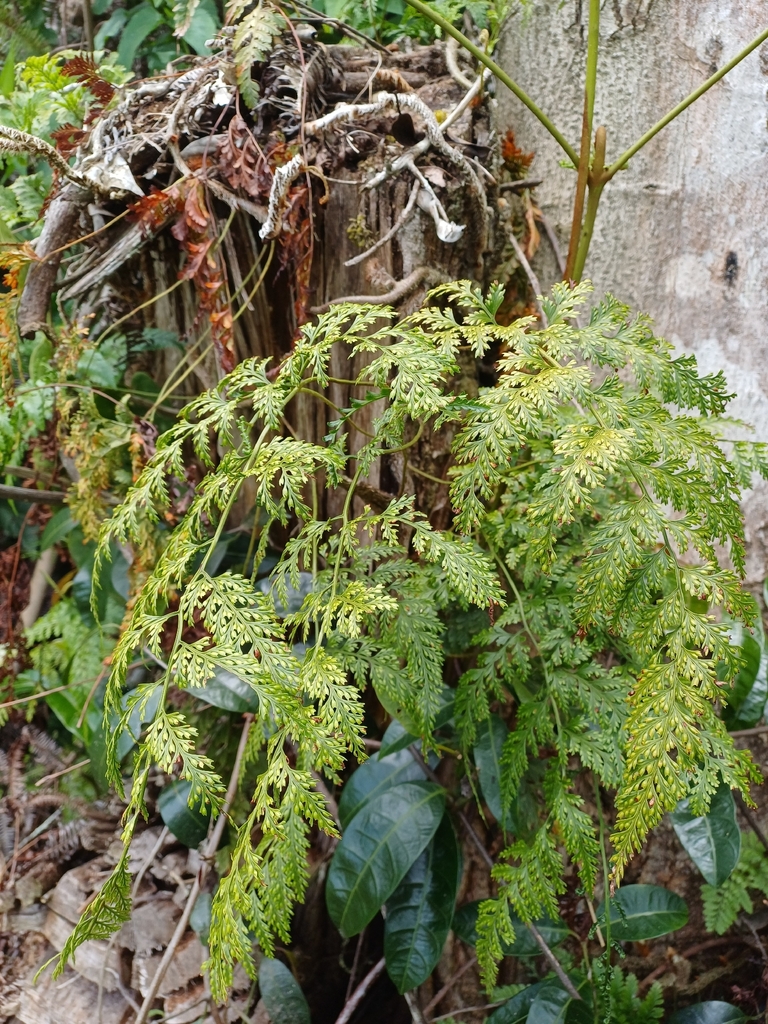 Davallia trichomanoides (Davallia trichomanoides) — Biodiversitas ...