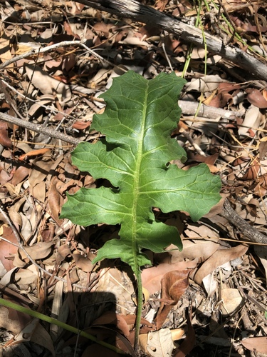 Gerbera jamesonii