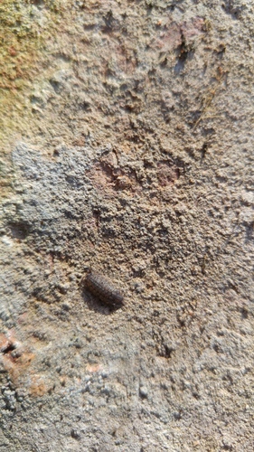 Orthometopon dalmatinum