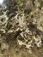 Heterodermia leucomelos