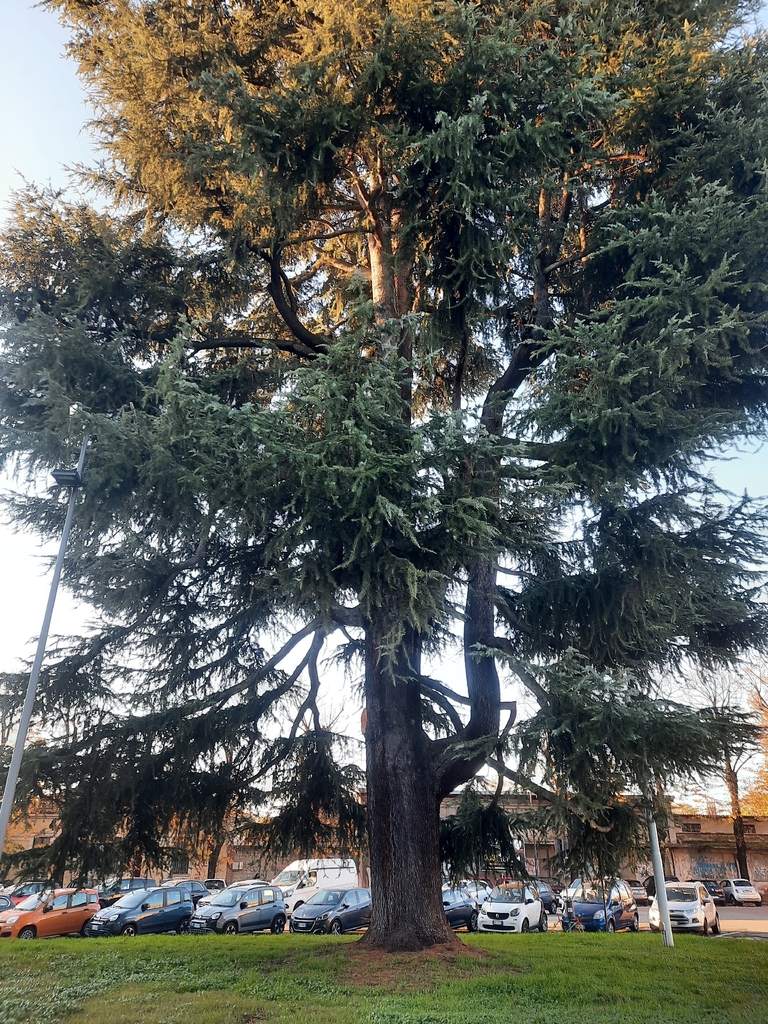 Cedrus